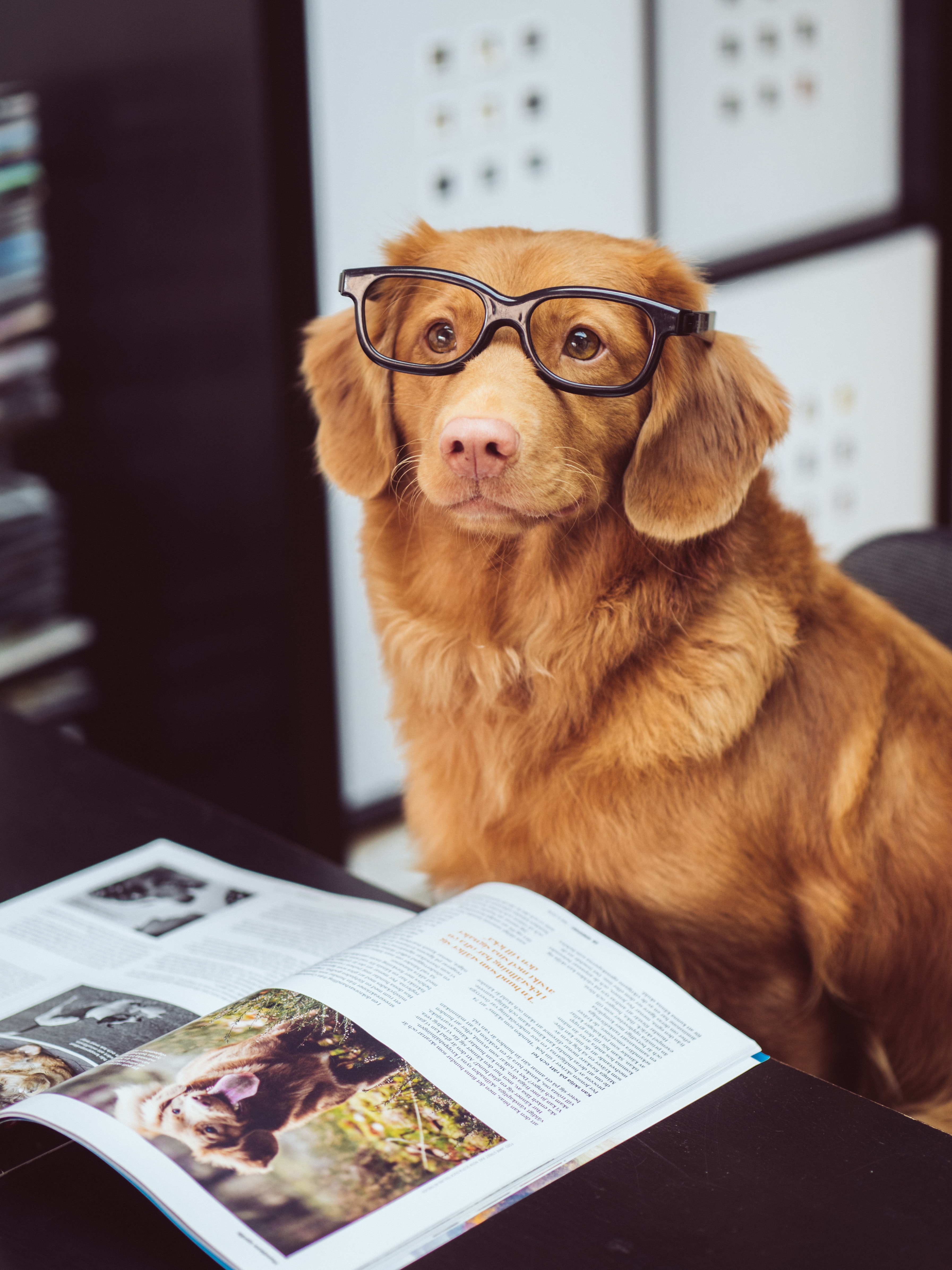 Imagen de un perro labrador con lentes y expresión feliz.