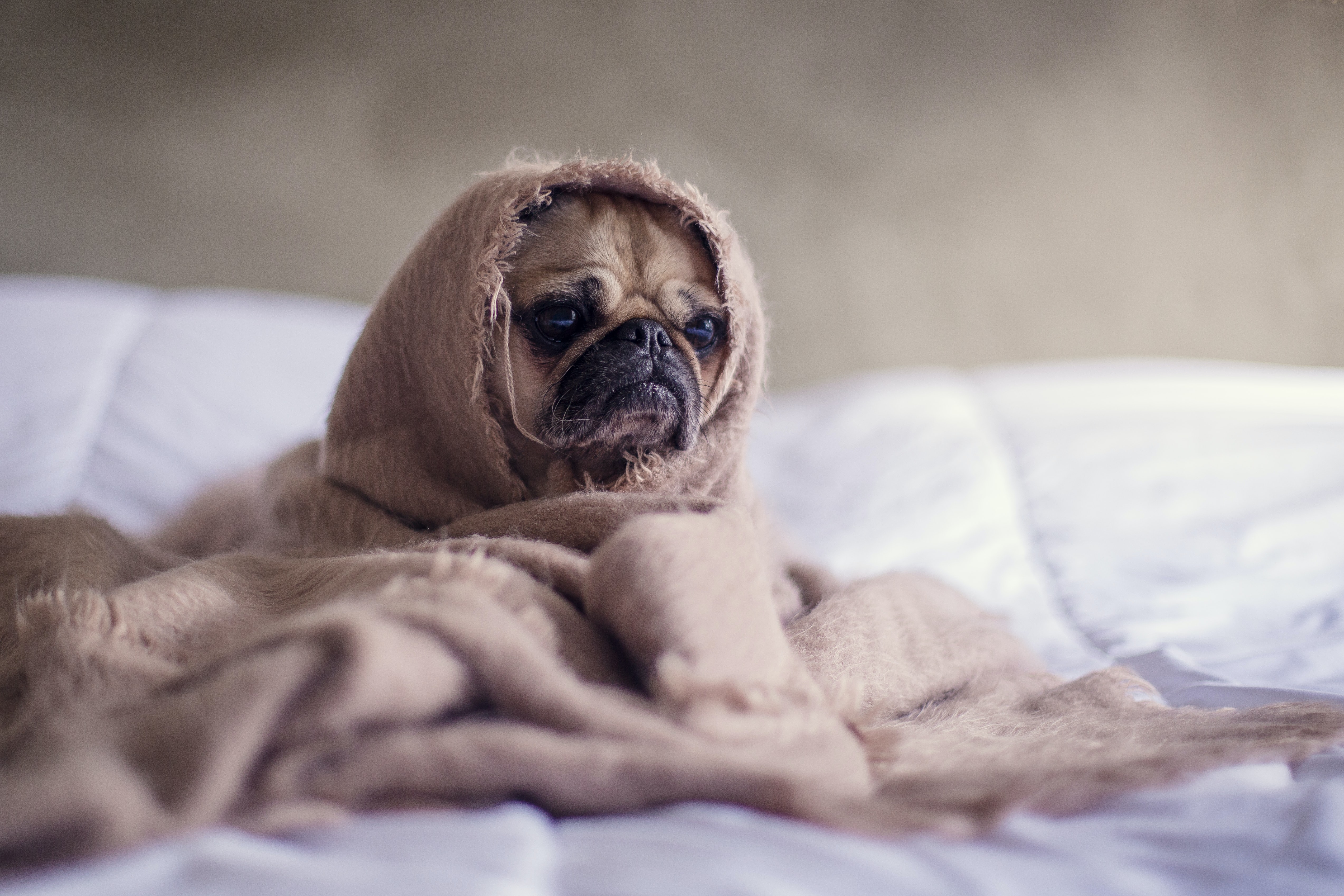 Un perro pug carlino cubierto por una manta, con expresión triste