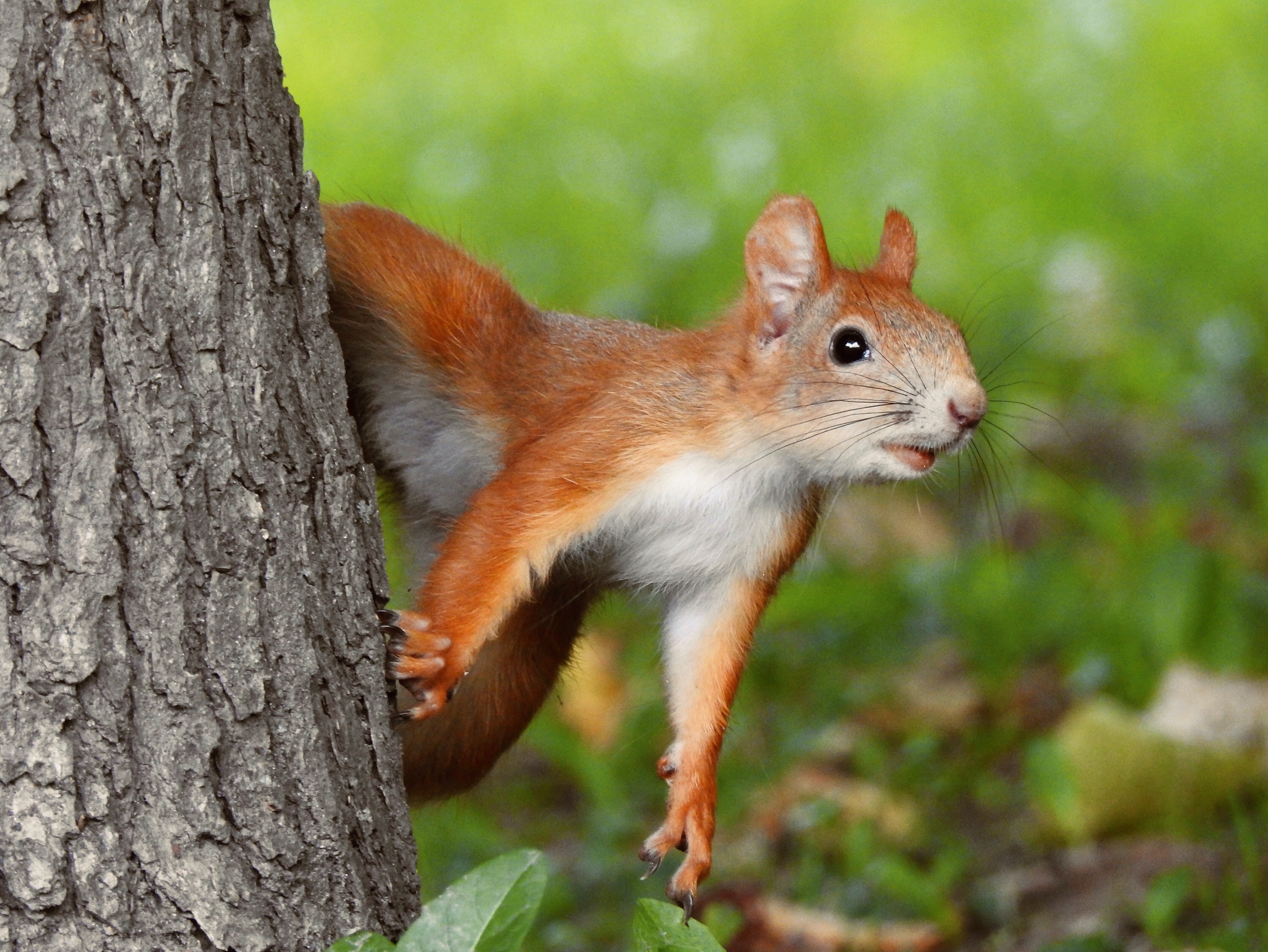 Una ardilla se asoma detrás de un árbol