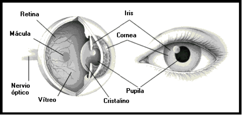 La visión