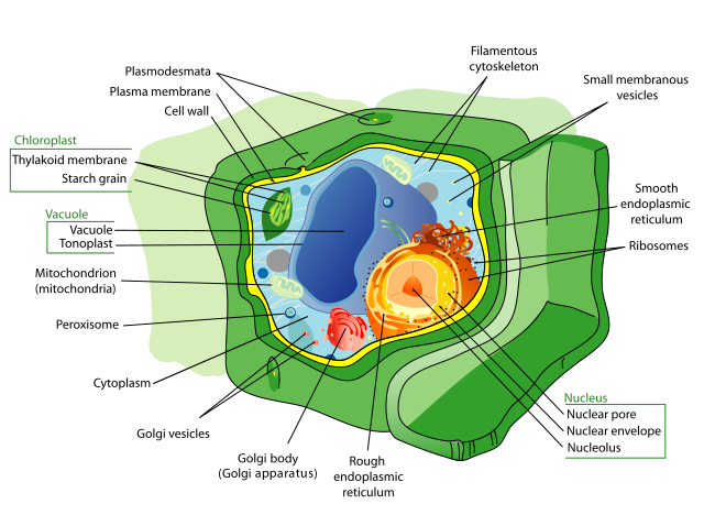 Célula de una planta