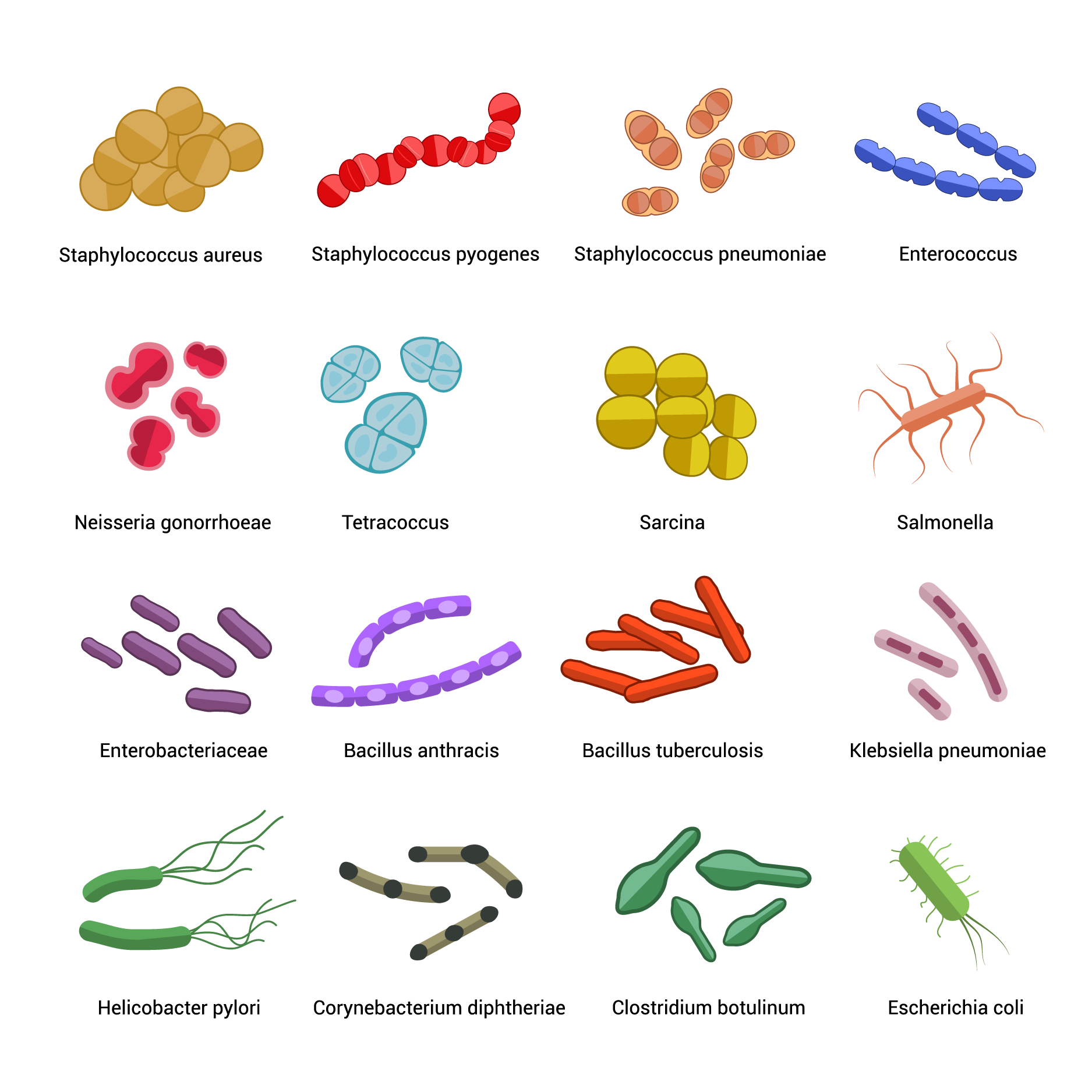 Bacterias con nombres