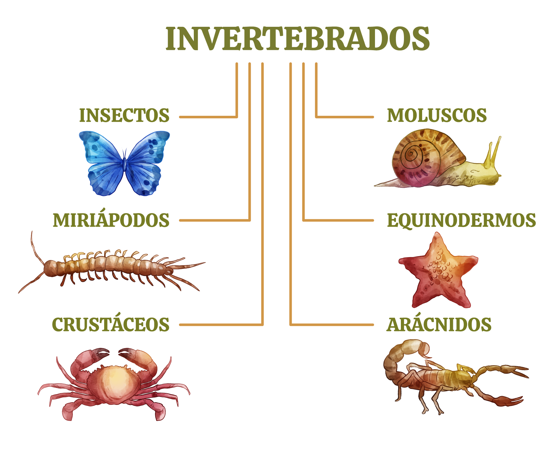 Esquema de invertebrados