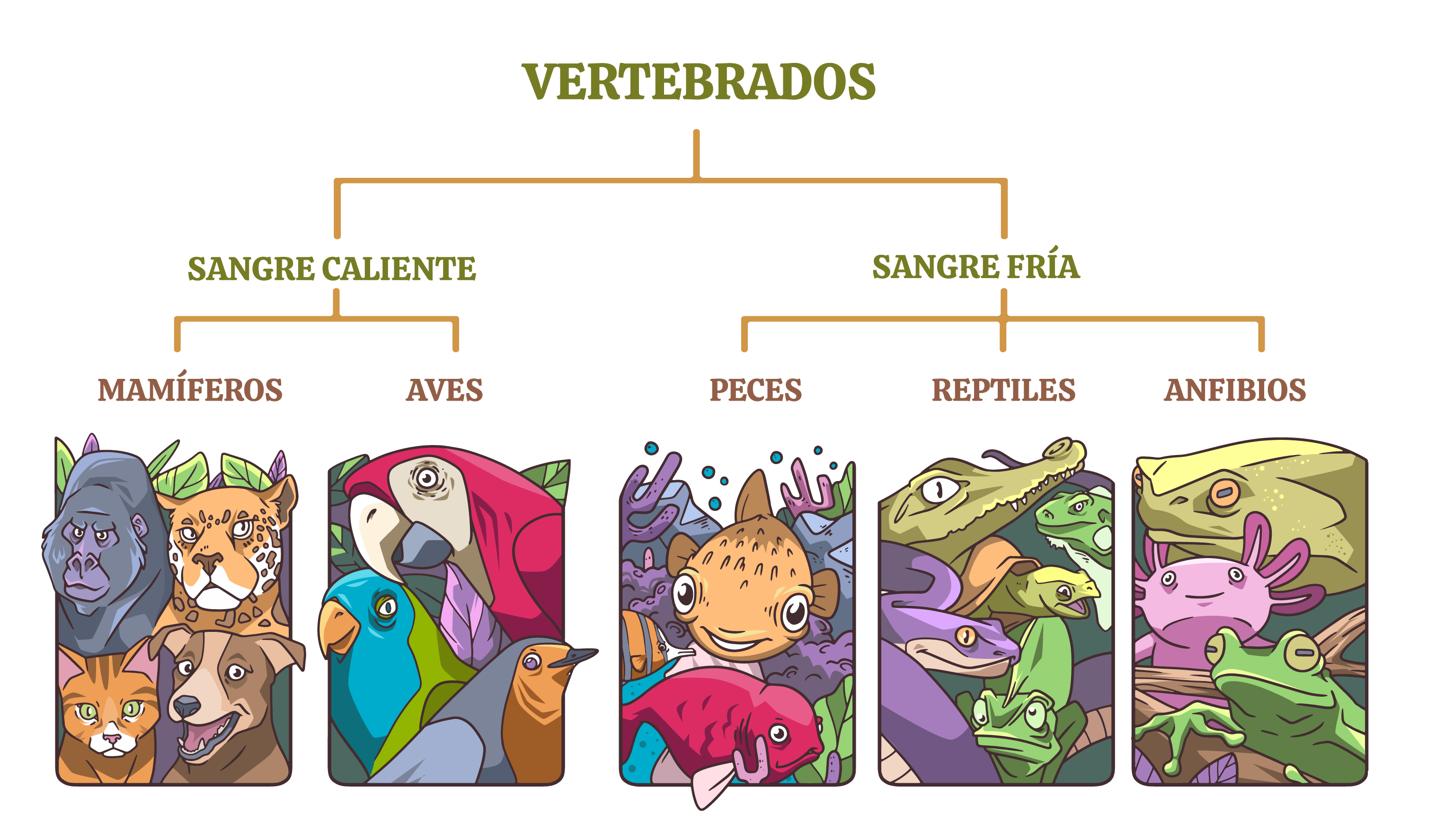 Mapa conceptual de los animales vertebrados